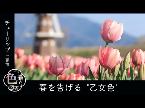 にいがた色撮り図鑑31乙女色　花畑と風車、異国の気分