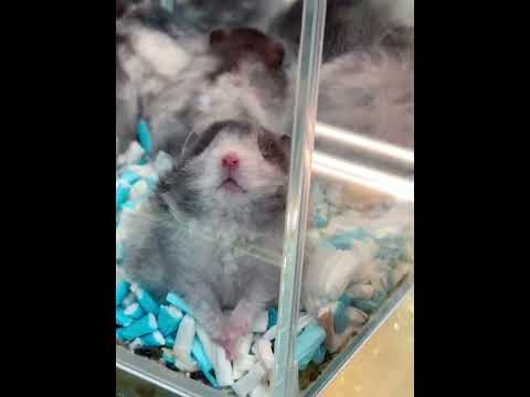 A good friend should be neat #Golden Thread Bear#Cute Pet Debut Plan.#Cute#Pet debut plan#