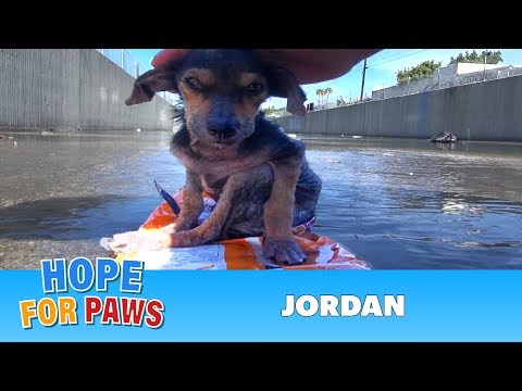 A brave little dog gets rescued from the river. His recovery with Hope For Paws will inspire you. - UCdu8QrpJd6rdHU9fHl8J01A