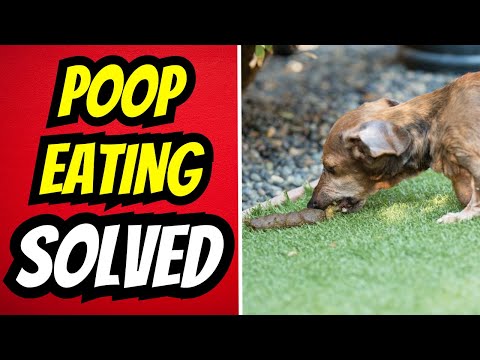 Surprising Reasons WHY DOGS EAT POOP! How To Train Your Dog to Stop Eating Poop.