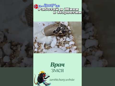 Мы не в силах изменить вашу натуру...