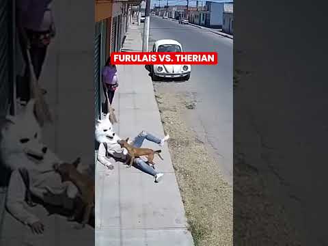 VIRAL 🐕‍🦺🌀 Firulais vs Therian. ¿A quién le vas?