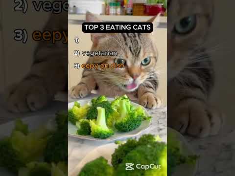 top 3 eating cats