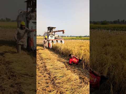 wait wait wait..... #shorts #youtubeshorts