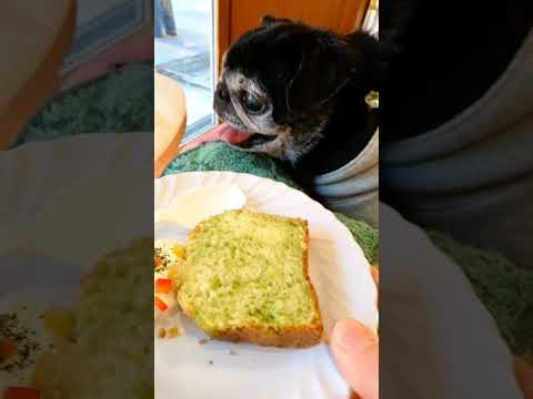 黒パグ小梅🐶大好きな豊洲ららぽーと特集🐾Googleが作成してくれました🥯🧈🌿