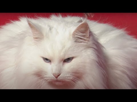 Sigrid, the bike-riding cat | Travis Nelson | TEDxBari