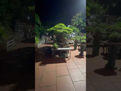 Nhặt đá đêm #tuanbonsai #vuoncayquangthang