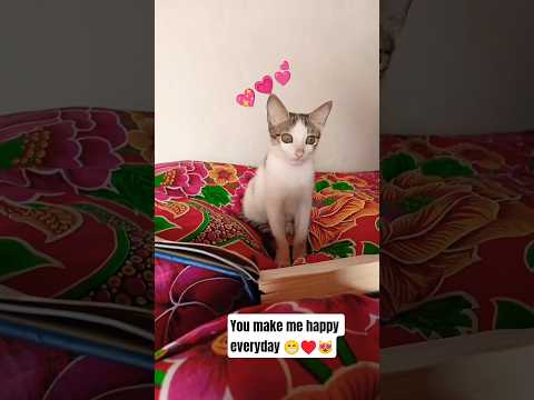 Looser Vs Hero 😎 🚫🏳️ #cat #pets #cute #kitten #fypシ゚viral #viral #shorts #meow #memes#catshorts