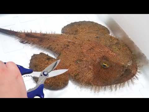 1000000匹の寄生虫に寄生された病気のアンコウの末路…