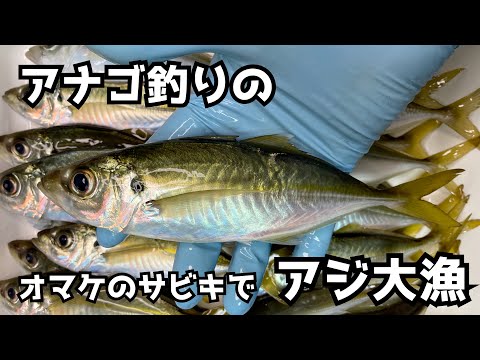 アナゴ釣りのオマケのサビキでアジ大漁