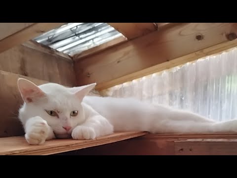 猫の動画サムネイル - かご猫 Blog がライブ配信中！ 2025年8月8日
