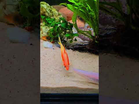 #gold #red #torpedo #barb #aquatics #fish 