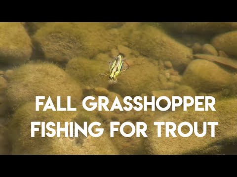 Fall Hopper Hatches Fishing