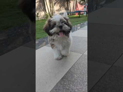 Oreo ka fun🐕#shorts #viral #minivlog #funny #comedy #shortvideo#doglife #dogshorts #ytshorts #yt