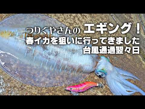 アオリイカ!春イカをエギングで狙う / 台風通過後翌々日(つりぐやさん)|アオリイカ エギング 和歌山 釣り