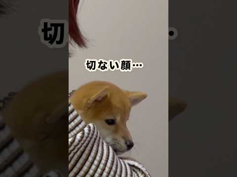 でも切ない顔も可愛いの…#柴犬#豆柴#shibainu