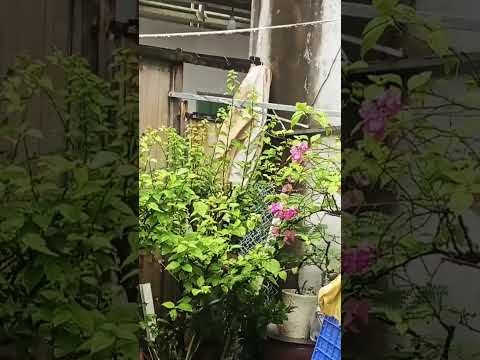 nhạc hay buổi sáng nha a chị