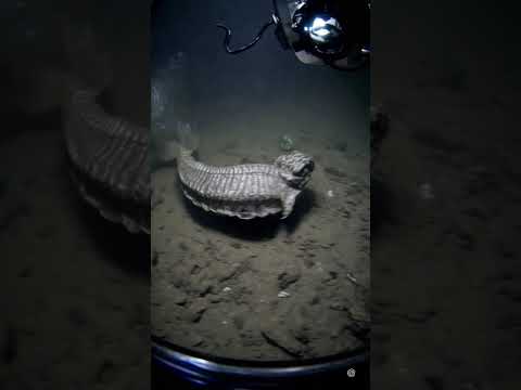 Descubrimiento Increíble en la Fosa de las Marianas   Incredible New Species Found in the Mariana Tr