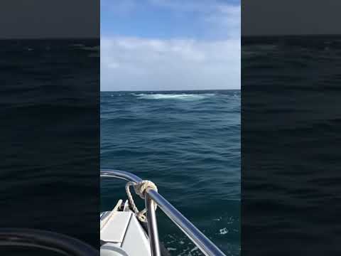 Caught in a Wild Ocean Race