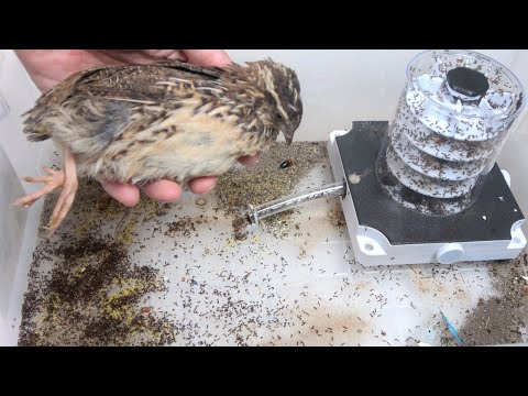 ウズラをアリの大群の栄養にする