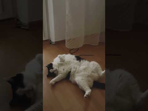 Suzanna felt relaxed #suzanna #cat #catshorts #catvideos #chill #relaxing #relax #sleep #animals