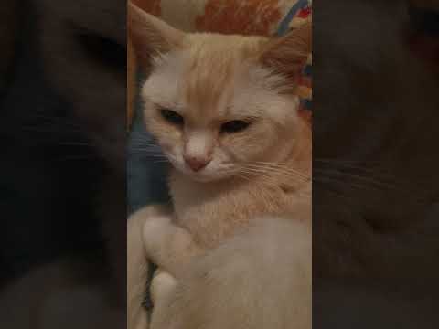 Cute and sweet cat  relaxing on her meow mama bed. thumbnail