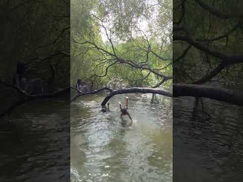 #funny #music #song #love #bollywood #arrahman #coversong #newsong #dance #hindisong