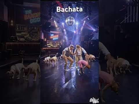 Perritos bailando #cumbiaromantica#bachata#latinmusic#amor#desamor