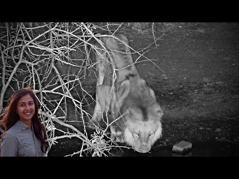 Kwa Maritane Lion Ranger Insight