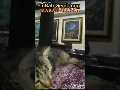 Pagi-Pagi mBah Gemblung Marah-Marah.