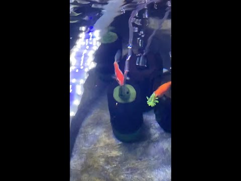 Feeding GOLDFISH broccoli! 🥦 #goldfish #broccol Training goldfish, this might take some time.. stick around and subscribe!

#aquarium #fish #shorts
