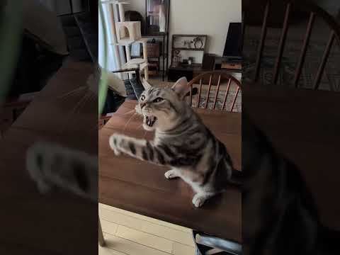 猫の動画サムネイル - お気に入りの猫じゃらし #アメショー #アメリカンショートヘア ＃アメショーのラッテ＃猫との暮らし#猫と暮らす家