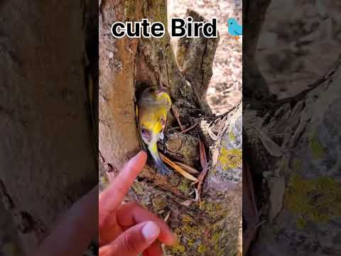 cute Bird| #youtubeshorts #shots #birds #cute