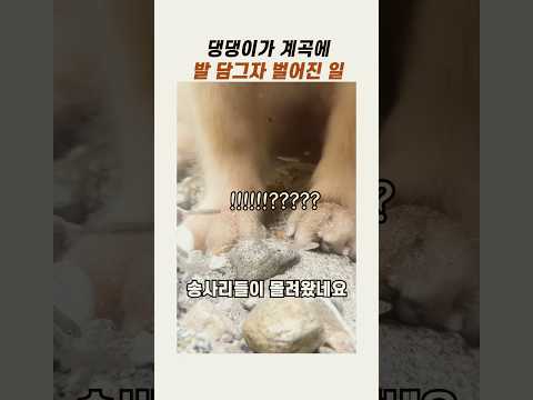 <strong>강아지가</strong> 계곡물에 발을 담그면? #골든리트리버 #귀여운강아지 #댕댕이