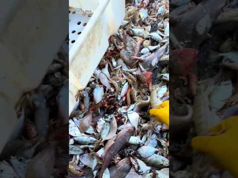 fishing 🐟 #fishing #fish