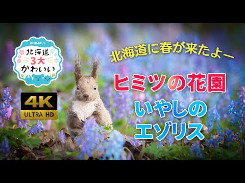北海道に春が來た!ヒミツの花園といやしのエゾリスSpring has come to Hokkaido! The secret flower garden, the healing squirrel.