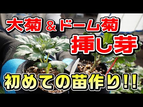 挿し芽2025① 【大菊&ドーム菊】初めての「挿し芽」にドキドキ… 菊作り4年目、始動!