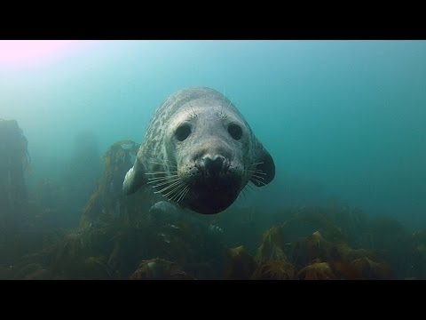 GoPro: Seal Belly Rub - UCqhnX4jA0A5paNd1v-zEysw