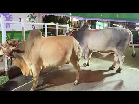 ঈদের ১ দিন আগে গাবতলী গরুর হাট থেকে নেয়া । জোরা ৮ লক্ষ টাকা ।