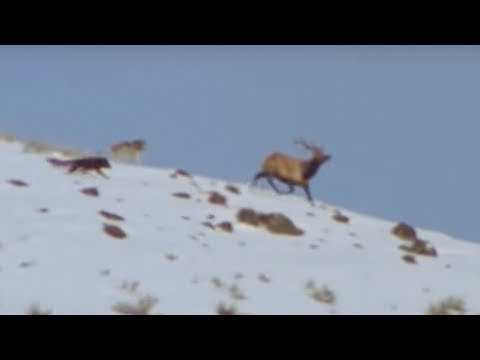 Wolf Hunting | Attenborough |  Life of Mammals | BBC - UCwmZiChSryoWQCZMIQezgTg