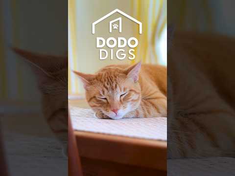 Photo for: The Cat-Friendly Kitchen Setup We’re Stealing | The Dodo