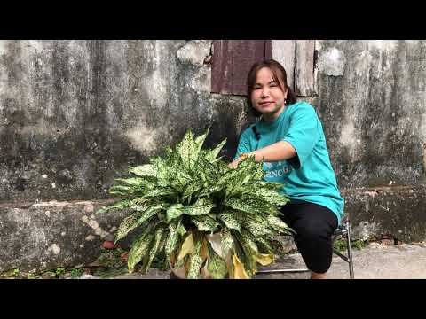 Muống nhất cây trồng cảnh quan - Most wanted landscape plants