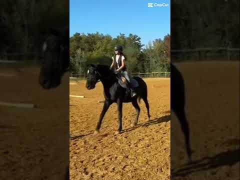 Pony games ajd avec Boléro 🩷! ( vrmt c mon coup de coeur) #horse