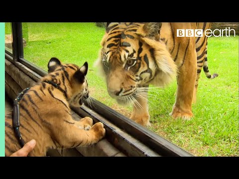 Cubs Meet Adult Tiger For The First Time - Tigers About The House - BBC - UCwmZiChSryoWQCZMIQezgTg