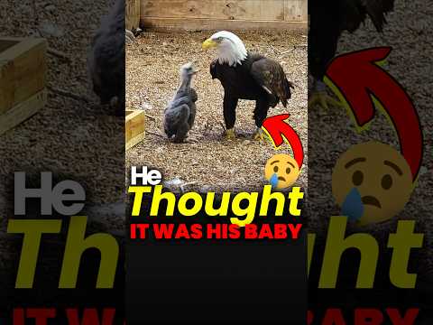 From a Rock to a Real Baby 🦅 | Heart-Touching True Story #shorts