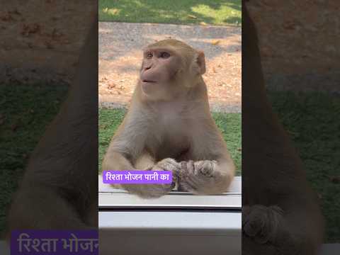 बंदर का रिश्ता भोजन पानी का।#love #shortsfeeds