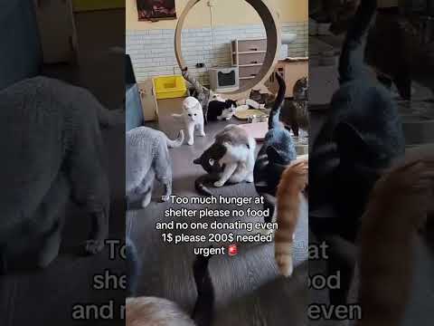 Gofundme link in <strong>bio</strong> please #cat #fy #fypシ #viral #viralvideo