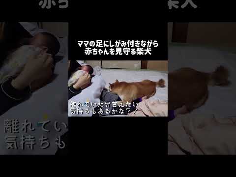 ママの足にしがみ付きながら赤ちゃんを見守る柴犬 #shibainu #shorts サムネイル
