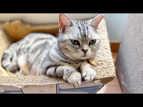 猫の動画サムネイル - ちょこんとしたお手手がかわいすぎる猫あいちゃん。