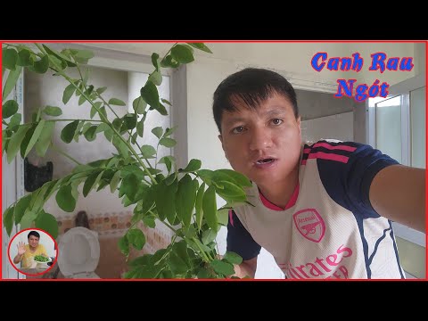 🌄 Chia Sẻ Món Canh Rau Ngót Ở Quê - Thực Đơn "Bếp Nhà Trâm "  Cho Ngày Hè Thêm Mát Mẻ